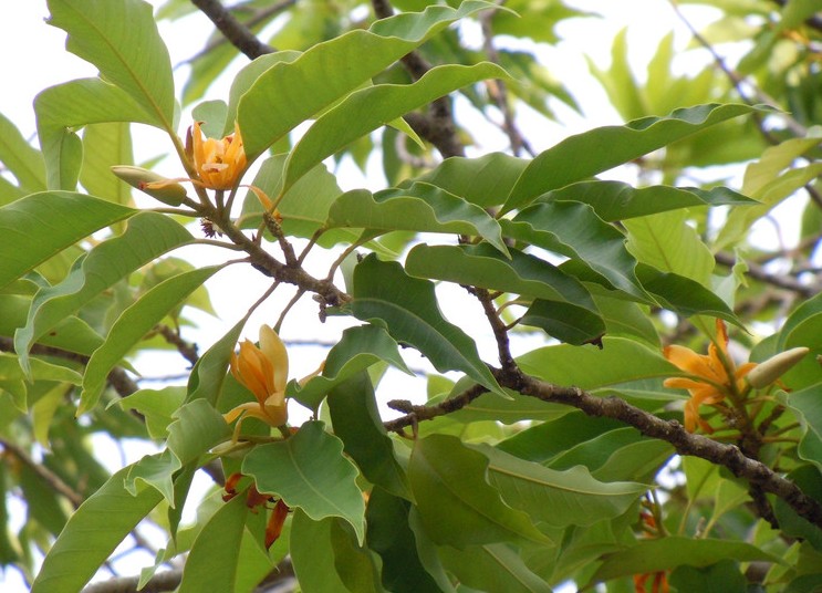 Magnolia champaca seed